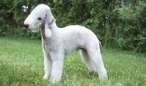 Bedlington
