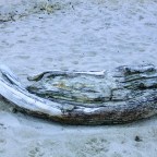 Our friend from the South