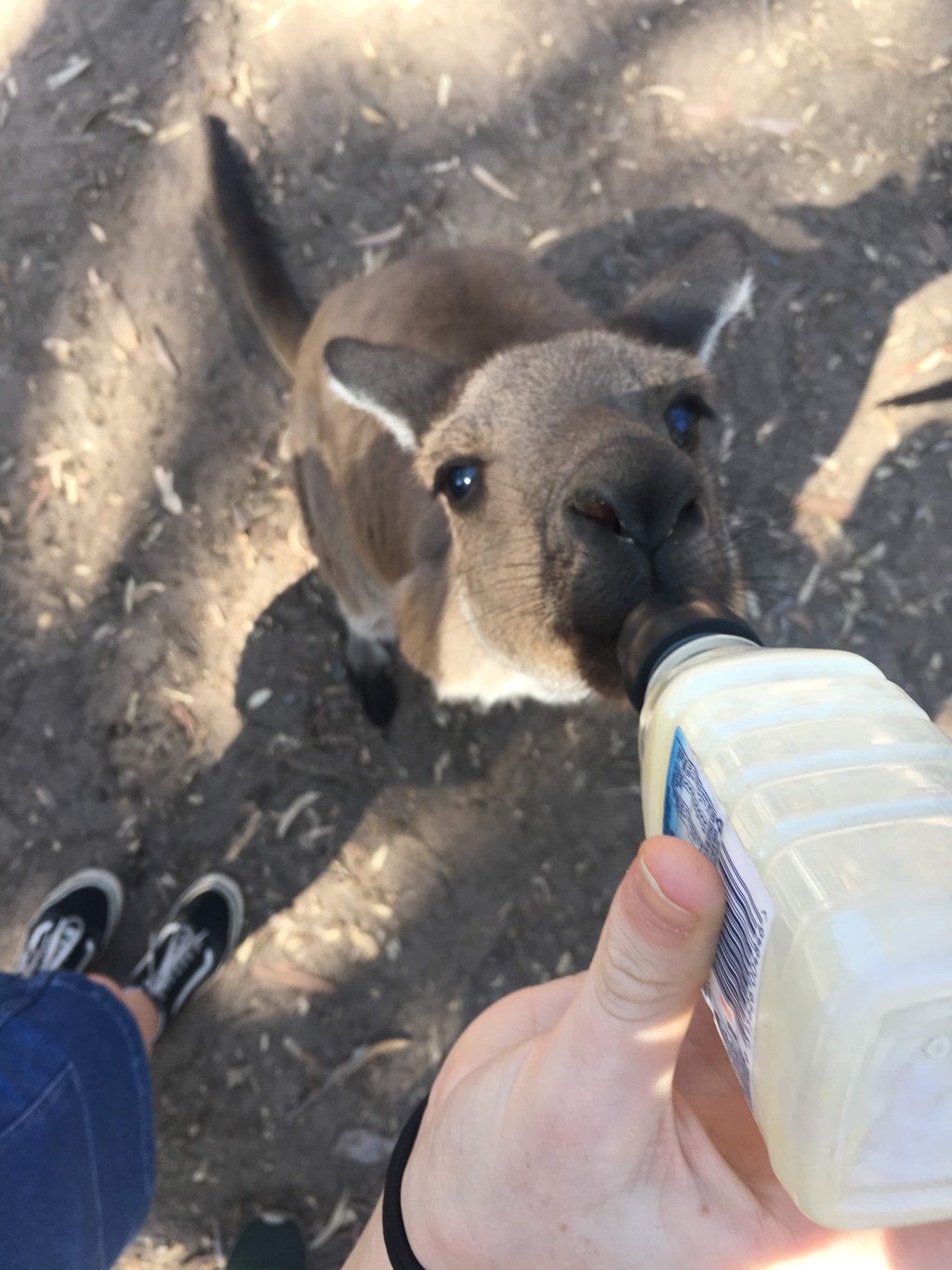 Ripperoo Mate