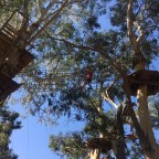 Adelaide from the trees